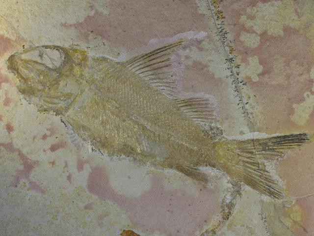 Propterus microstomus Bild ©